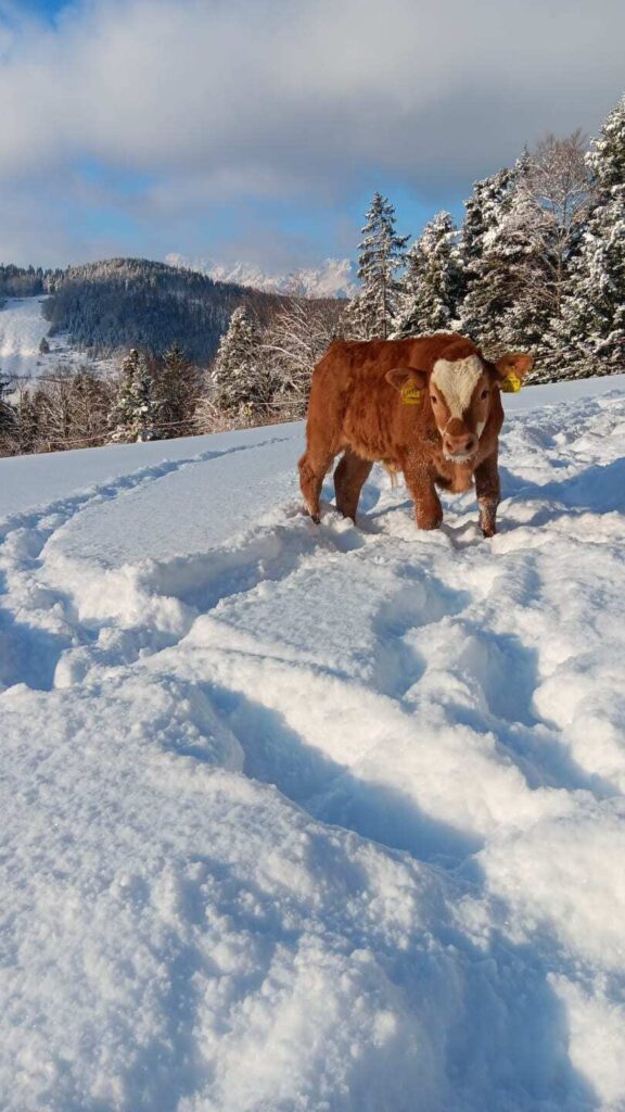 Urlaub am Bauernhof im SalzburgerLand