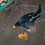 Amsel M„nnchen ø Michaela Kastner