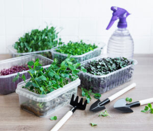 Assortment of micro greens on wooden table