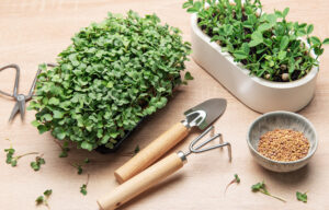 Sprossen & Microgreens: Gewinnen Sie Superfoods zum Selberziehen