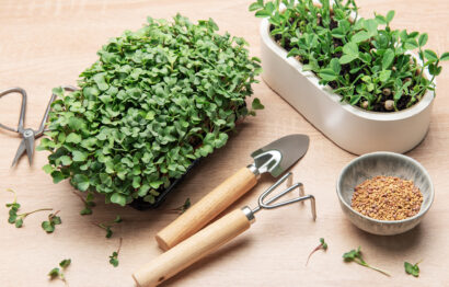 Sprossen & Microgreens: Gewinnen Sie Superfoods zum Selberziehen