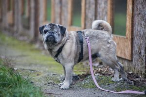 Notfellchen-Mittwoch: Misha sucht ein neues Zuhause