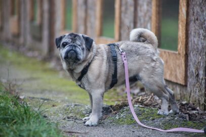Notfellchen-Mittwoch: Misha sucht ein neues Zuhause