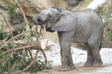 Tradition: Ein “Baum-Kuchen” für Schönbrunns Dickhäuter