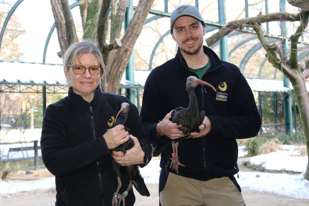 Revierleiterin Petra Stefan und Tierpfleger Patrick Lang mit den beiden Waldrappen vor der Abreise (Bild: Tiergarten Schönbrunn/Barbara Feldmann).