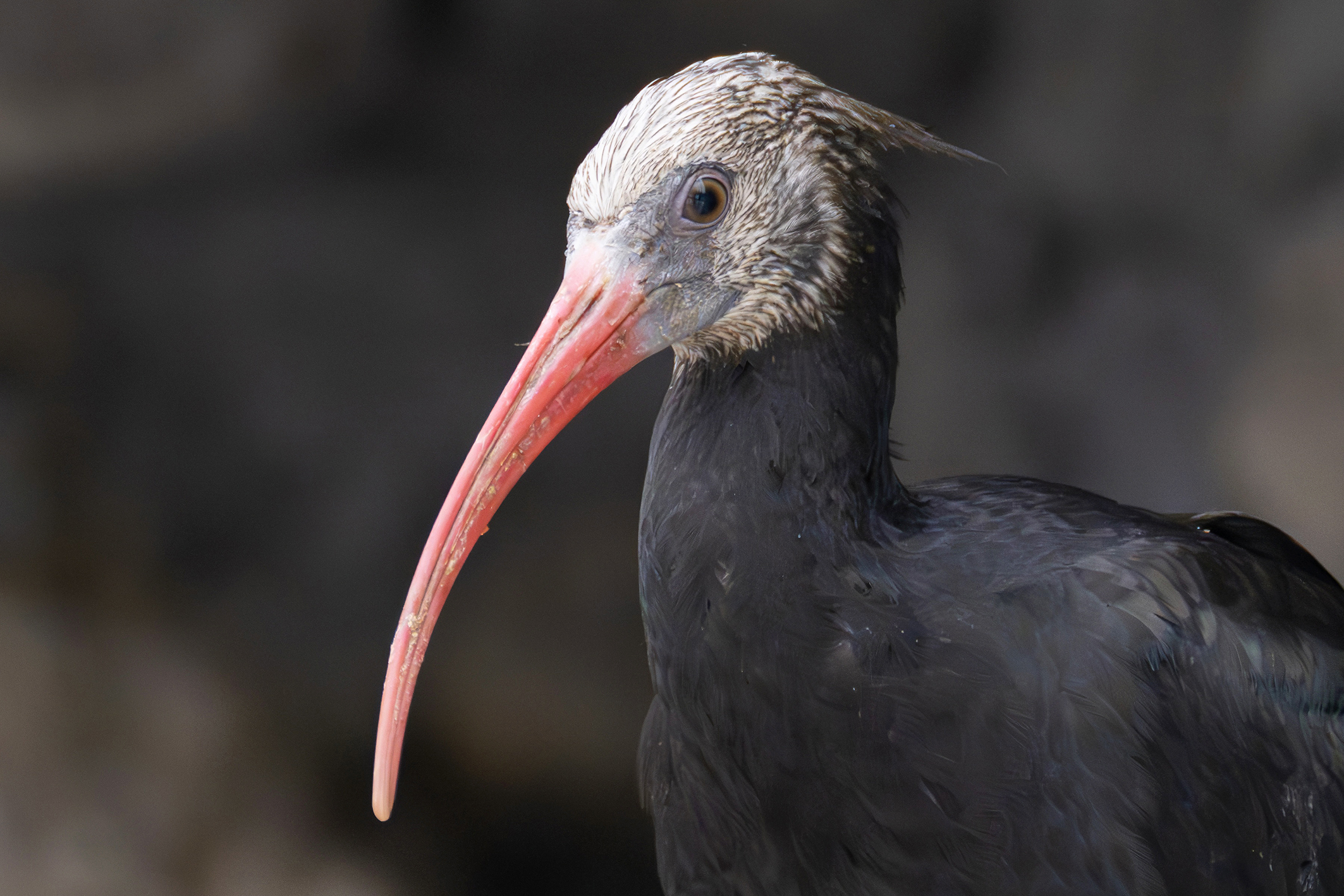 Spanien olé: Schönbrunner Waldrappe ausgewildert
