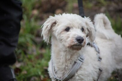 Notfellchen-Mittwoch: Shadow sucht ein neues Zuhause