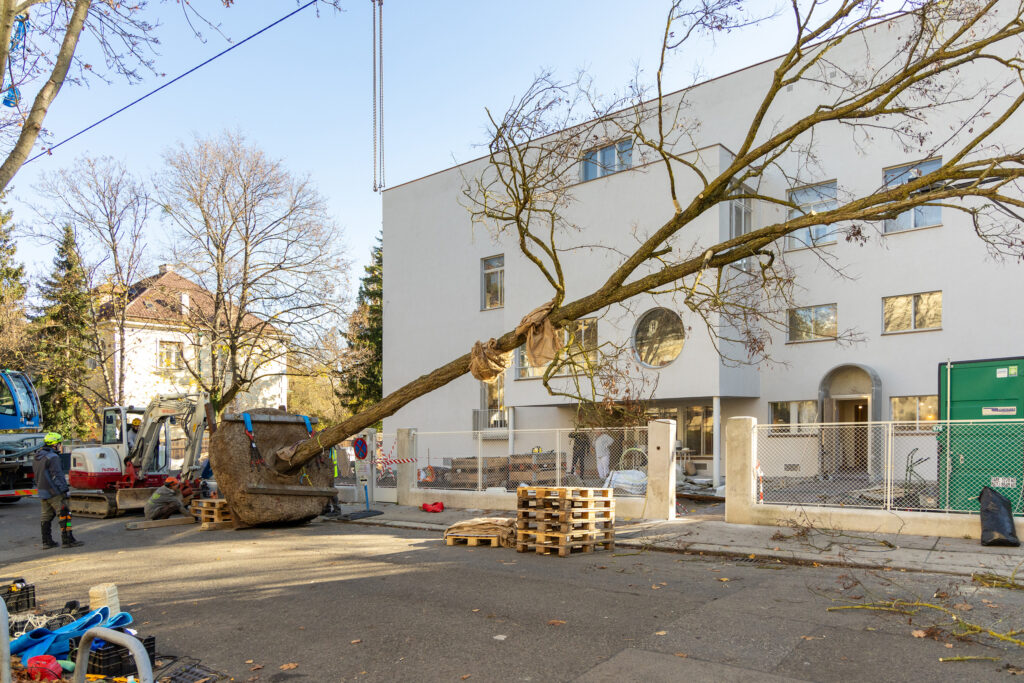 Auch bei der Errichtung im Jahr hatten Josef Frank und Oskar Wlach große Robinien vor dem Haus eingeplant. Sie sind jetzt zurückgekehrt. © Villa Beer Foundation/Stephan Huger