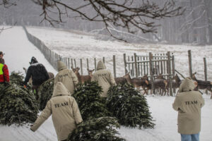 Wildtiere freuen sich über gespendete Weihnachtsbäume © Imperial Markets