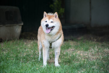 Notfellchen-Mittwoch: Yoshi sucht ein neues Zuhause