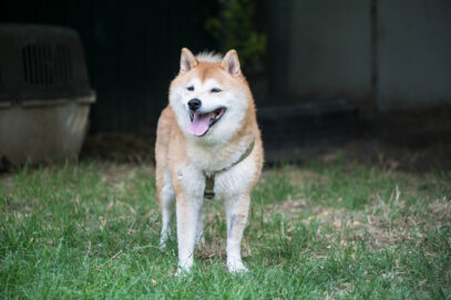 Notfellchen-Mittwoch: Yoshi sucht ein neues Zuhause