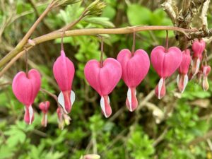 Ein besonderes Geschenk für Paare und Frischverliebte ist der Märchengarten-Spaziergang rund um den Valentinstag. © Birgit Lehner
