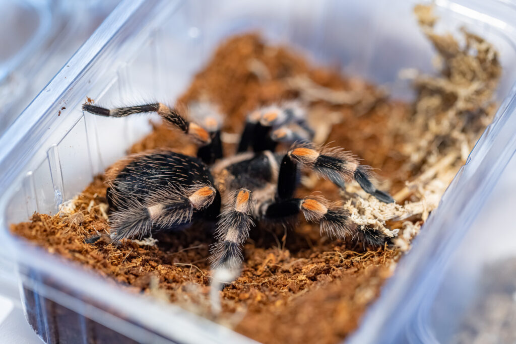 Natürlich dürfen auch exotische Haustiere nicht fehlen. © EXOTICA Veranstaltungen GmbH/APA-Fotoservice/Schedl