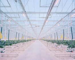 Schlaraffenland 2.0: Zukunft der Ernährung als Schau