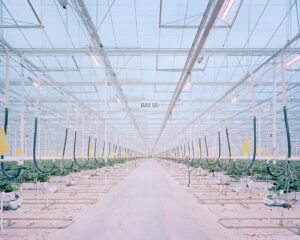 Schlaraffenland 2.0: Zukunft der Ernährung als Schau