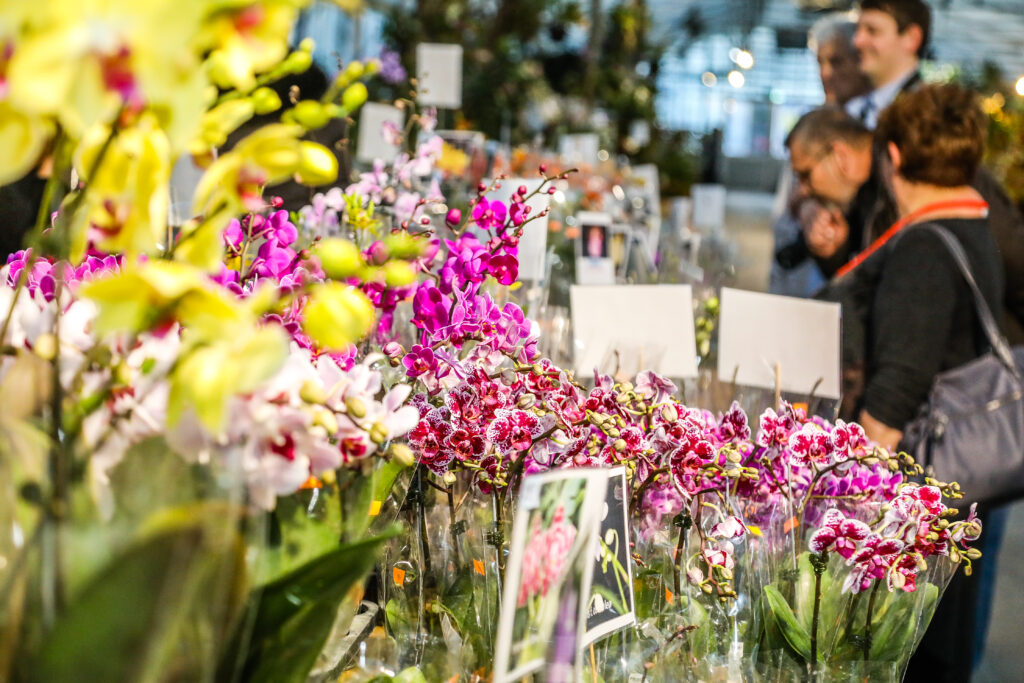 Zu sehen ist eine sorgfältig kuratierte Auswahl seltener, exotischer und außergewöhnlich dekorativer Orchideenarten aus aller Welt. © Stadt Wien/Fürthner