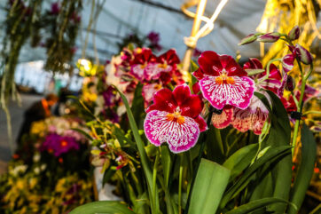 Blüten-Rausch: Hirschstetten wird zum Orchideen-Paradies