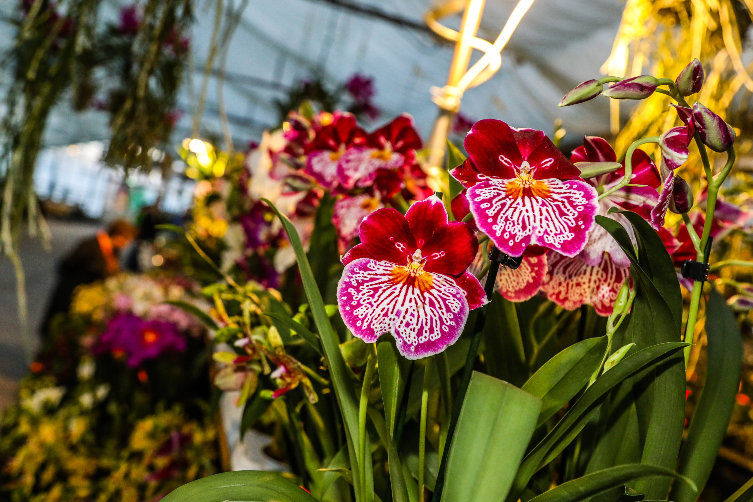 Blüten-Rausch: Hirschstetten wird zum Orchideen-Paradies