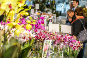 Zu sehen ist eine sorgfältig kuratierte Auswahl seltener, exotischer und außergewöhnlich dekorativer Orchideenarten aus aller Welt. © Stadt Wien/Fürthner