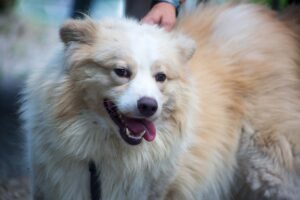 Notfellchen-Mittwoch: Aslan sucht ein neues Zuhause