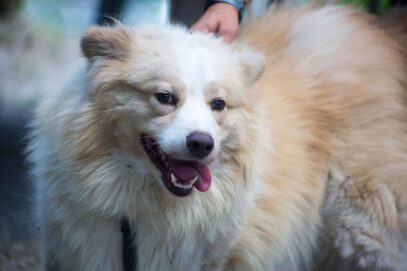 Notfellchen-Mittwoch: Aslan sucht ein neues Zuhause