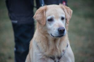 Notfellchen-Mittwoch: Bella sucht ein neues Zuhause