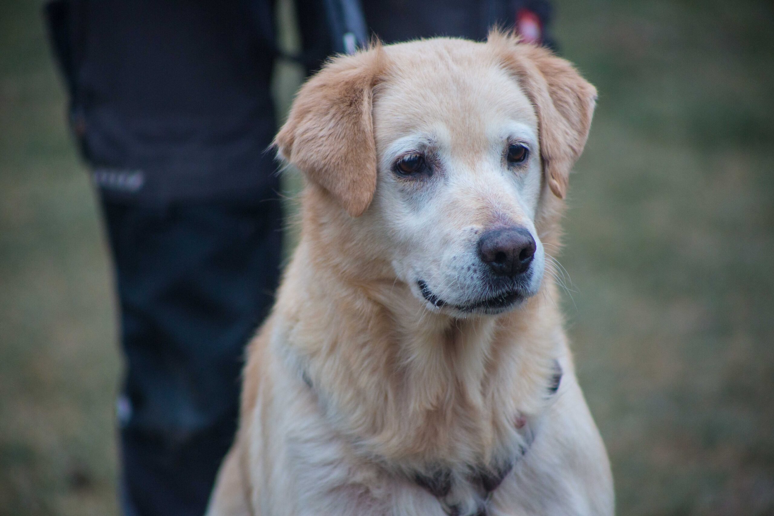 Notfellchen-Mittwoch: Bella sucht ein neues Zuhause