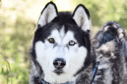 TierQuarTier Wien: Neue Einzel-Patenschaften für Hunde