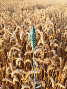 Ausstellung über eine Grundlage des (Über)Lebens: "Seeds" im KunstHausWien - Foto: Seeds_Criewener No104, 2022 © TueGreenfort_Courtesy the atist and König Galerie