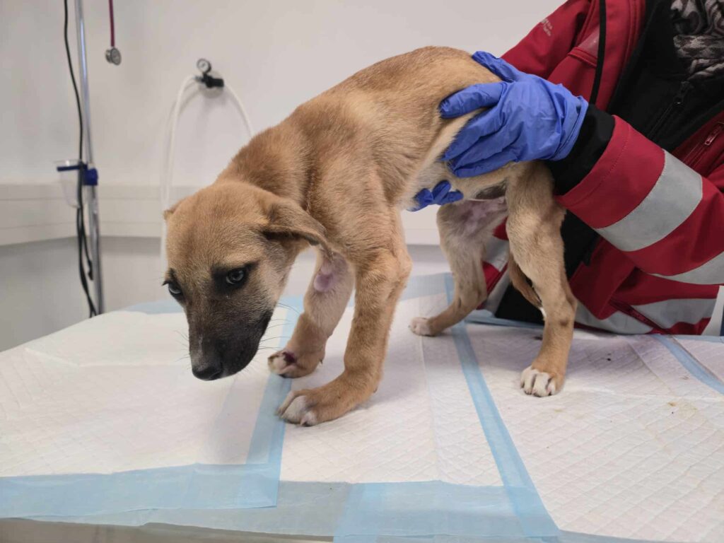 Schwer verletzter Welpe im Votivpark gefunden