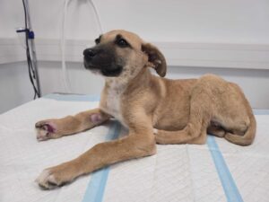 Welpe schwer verletzt im Votivpark: Hinweise gesucht!