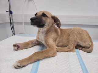 Welpe schwer verletzt im Votivpark: Hinweise gesucht!