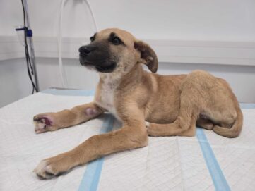 Welpe schwer verletzt im Votivpark: Hinweise gesucht!