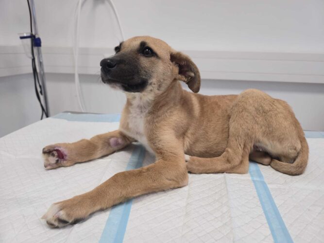 Welpe schwer verletzt im Votivpark: Hinweise gesucht!