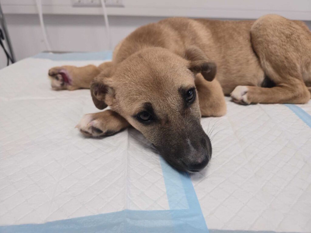 Schwer verletzter Welpe im Votivpark gefunden