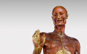 Wachsmodell Muskelschicht © Josephinum - Medizinische Universität Wien, Foto: Bene Croy