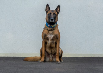 Held auf vier Pfoten: Polizei-Hund rettet 87-Jährige!