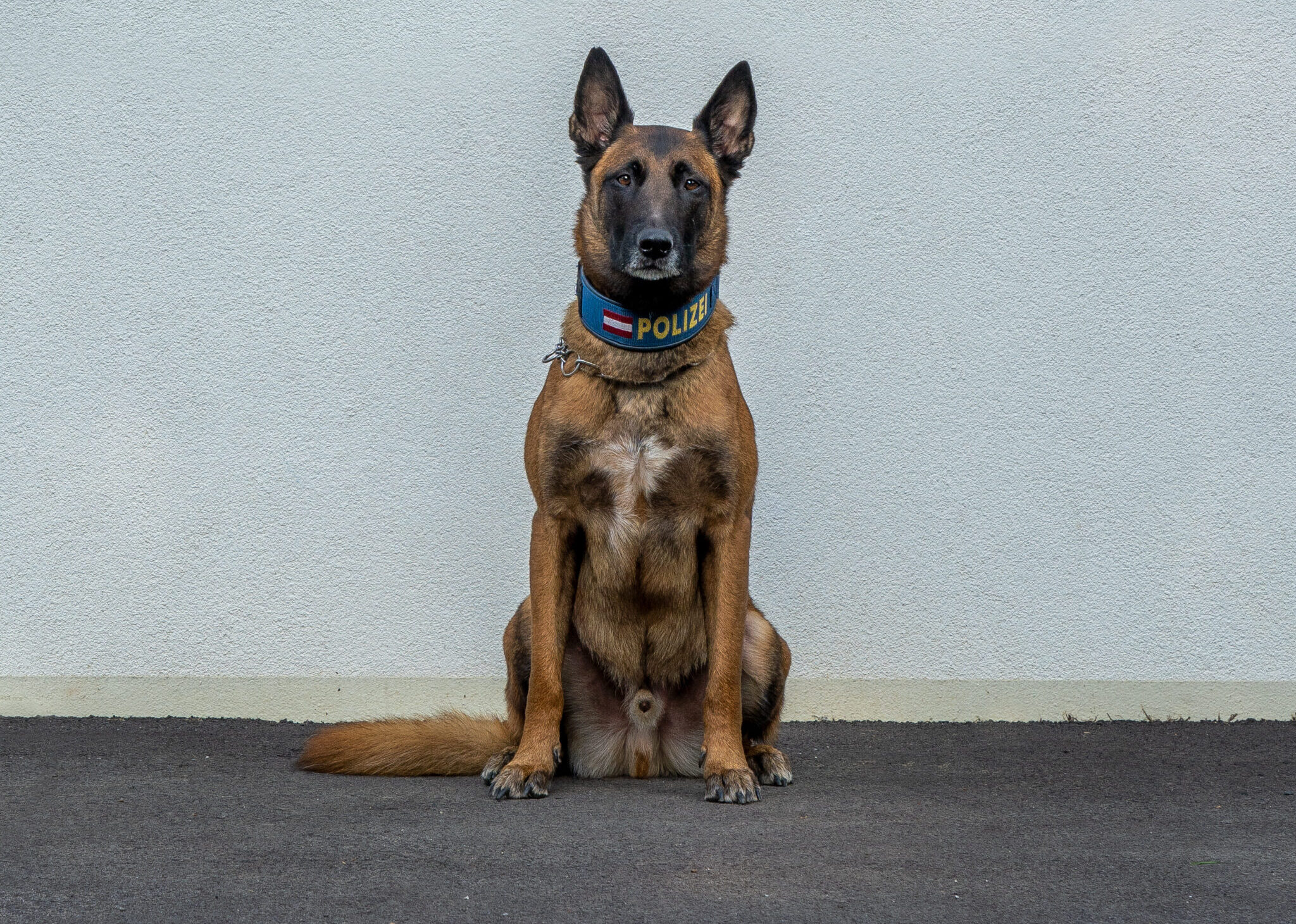 Held auf vier Pfoten: Polizei-Hund rettet 87-Jährige!