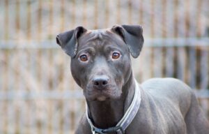 Notfellchen-Mittwoch: Lavana sucht ein neues Zuhause