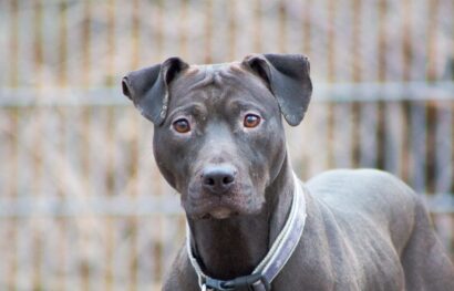 Notfellchen-Mittwoch: Lavana sucht ein neues Zuhause