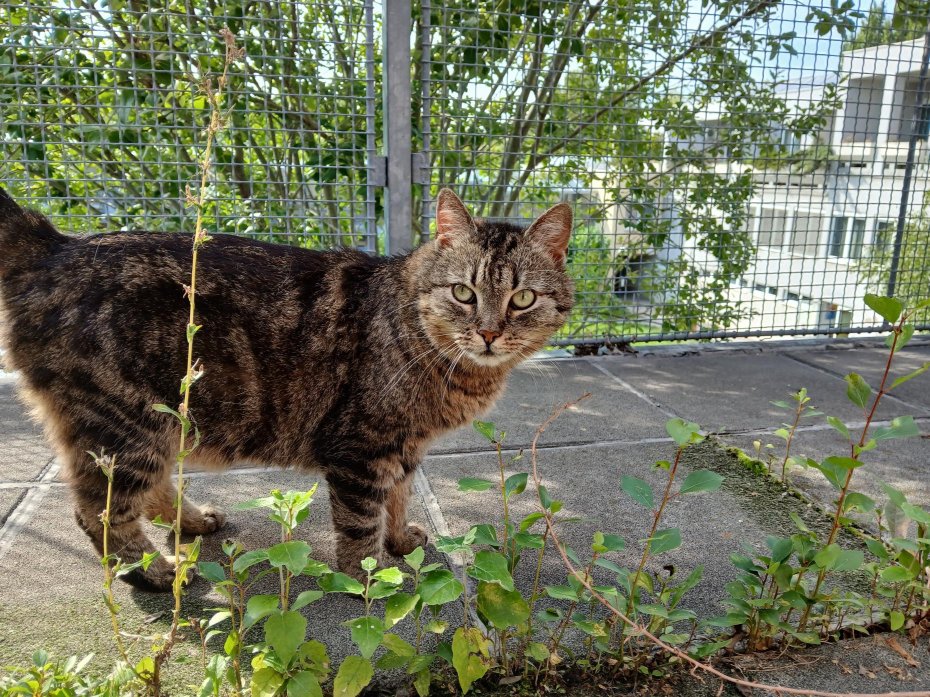 Notfellchen-Mittwoch: Lola sucht ein neues Zuhause