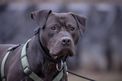 Notfellchen-Mittwoch: Nimbus sucht ein neues Zuhause
