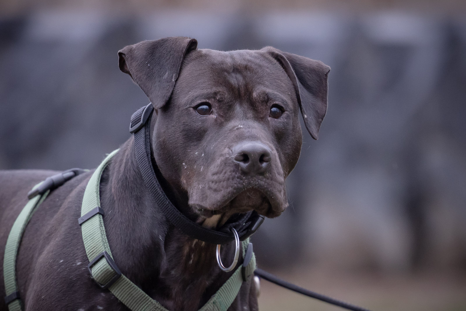 Notfellchen-Mittwoch: Nimbus sucht ein neues Zuhause