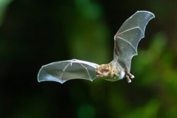 Zuhause für “Batman”: Neue Fledermausanlage im Tiergarten