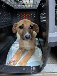 Schwer verletzter Welpe im Votivpark gefunden