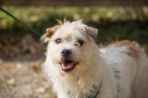 Notfellchen-Mittwoch: Shrimpy sucht ein neues Zuhause