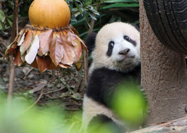 China für Genießer: Komfortable Traumreise mit SeniorenReisen