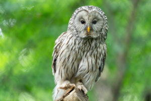 Der Habichtskauz © Daniel Zupanc