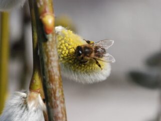 Sieben Tipps für summenden und zwitschernden Frühling