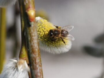 Sieben Tipps für summenden und zwitschernden Frühling